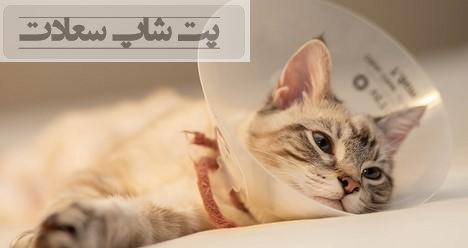 انواع غذاهای مناسب گربه بعد از جراحی