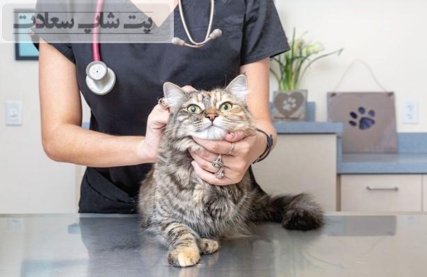 تغذیه گربه بعد از عمل جراحی