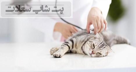 اشتباهات رایج در تغذیه گربه بعد از عمل جراحی